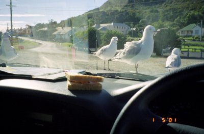Sandwiches and seagulls